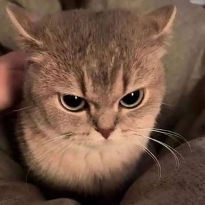 Meet your Posher, Jin